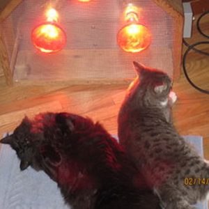 cats love infrared light